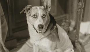 Пёс Шарик из фильма «Собачье сердце»