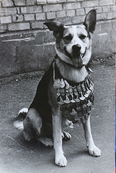 Пёс Карай с медалями за службу