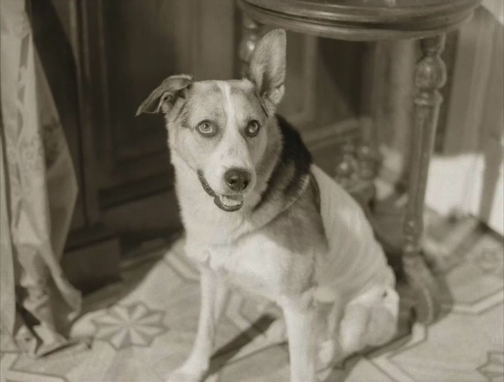 Пёс Карай на съёмочной площадке фильма «Собачье сердце»